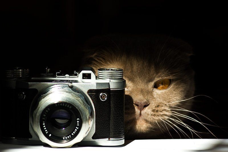 кот, altix Фотокотphoto preview