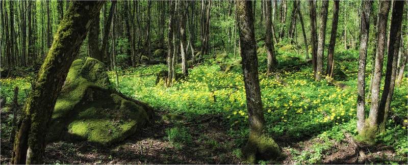 Пробуждение лесаphoto preview