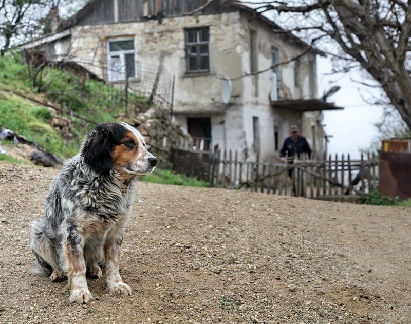 собако,друг,человеко дружище Бим.photo preview