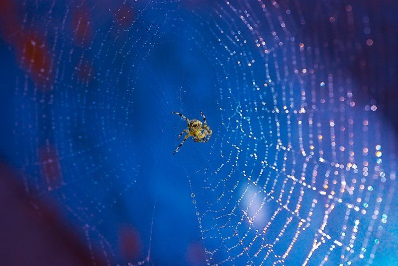 макро в стиле дискоphoto preview