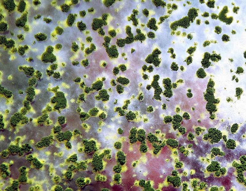 Из жизни плесени...photo preview