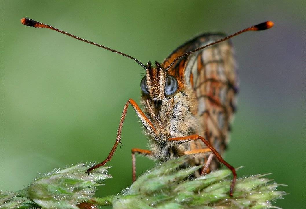 Хочешь я в глаза, взгляну в твои глаза.... Автор: Олег Сурьянинов лето, бабочка, трава, Олег Сурьянинов