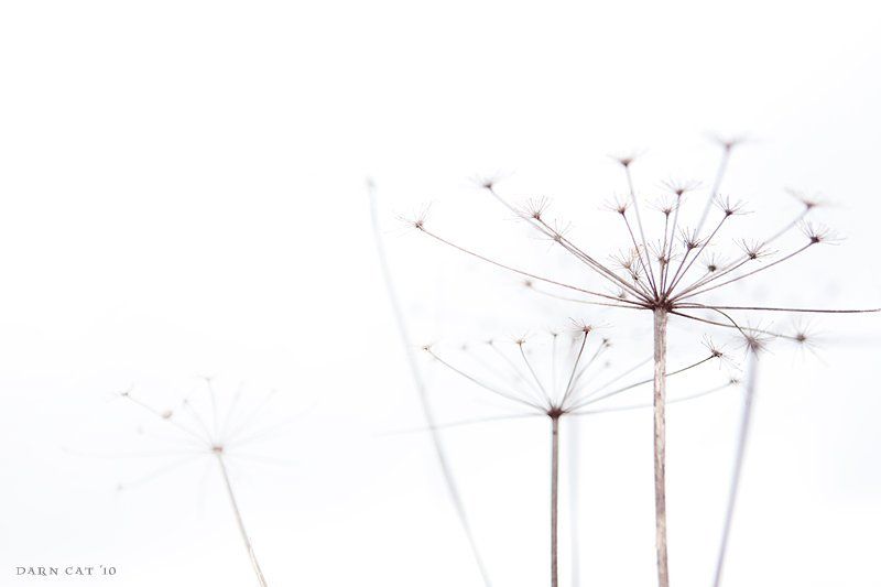 white, world, белый, мир, травка, веточки Whitephoto preview