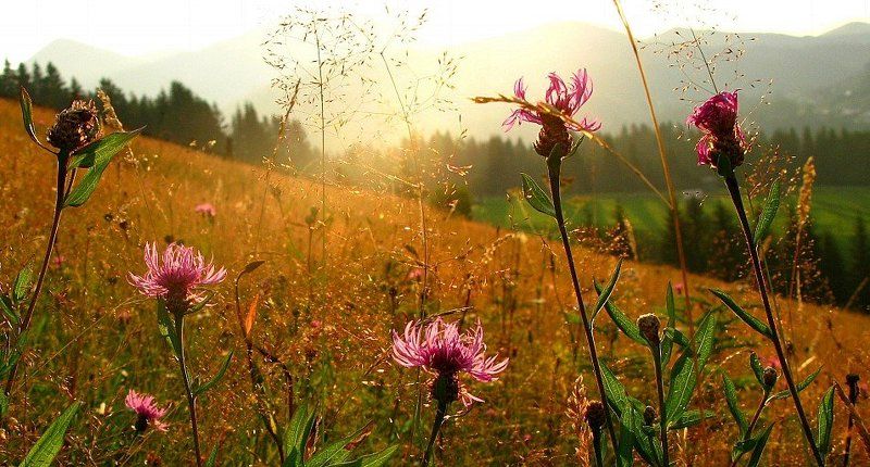 карпаты ...in the light.....photo preview