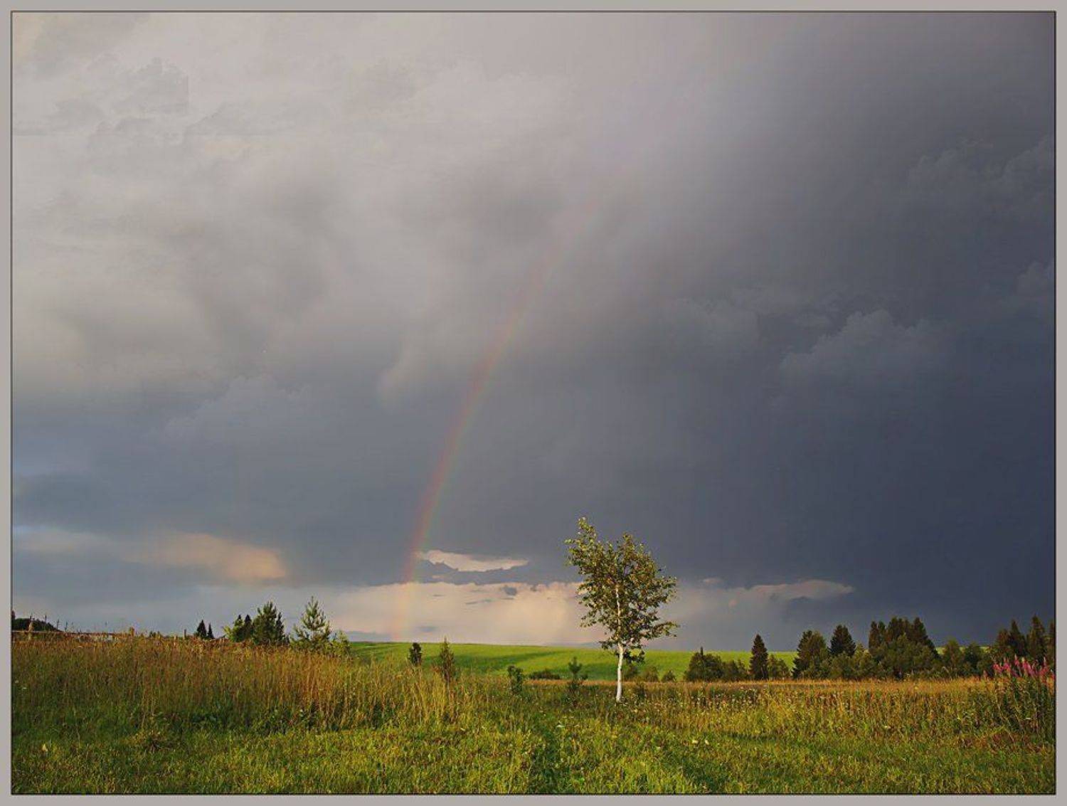 Пейзаж с березой после грозы. Автор: Андрей,любитель 35photo лето,гроза,небо,пейзаж,тучи, Андрей,любитель 35photo
