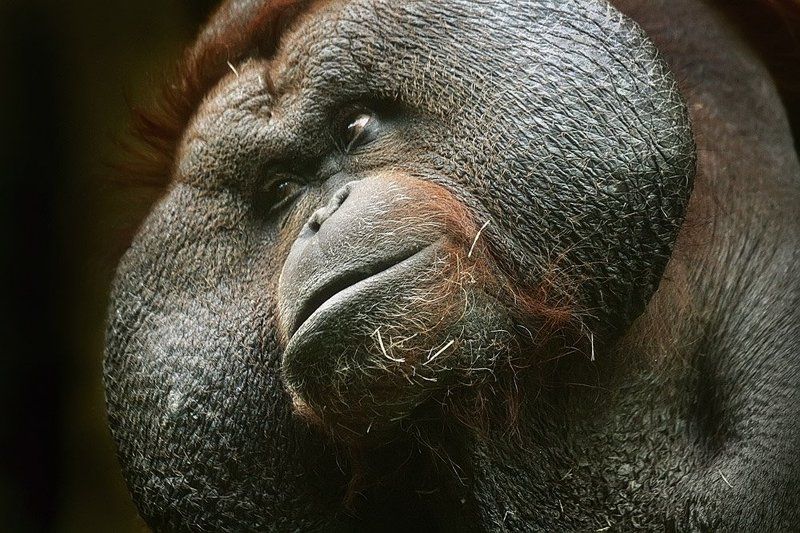 зоо, москва, обезьяна Гигант, силач, тяжеловес... Такой, что еле в кадр пролез.. фото превью