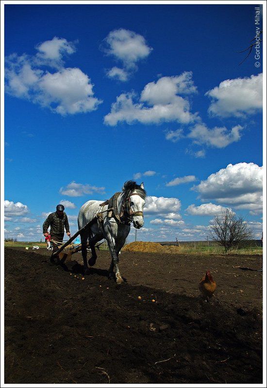 лошадь, картошка, пахарь, огород, весна На картошкеphoto preview