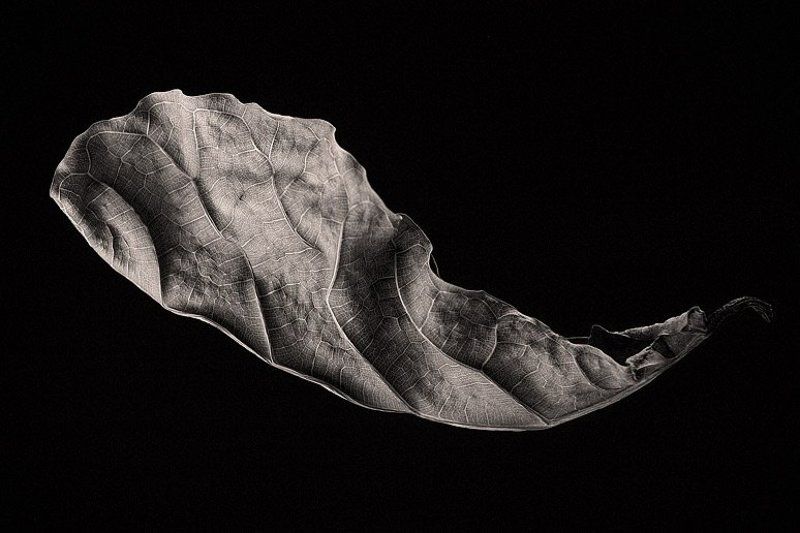 листья ***photo preview