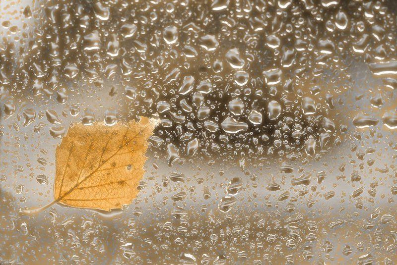 осень, листья, дождь, капли Время размышлять и тосковатьphoto preview