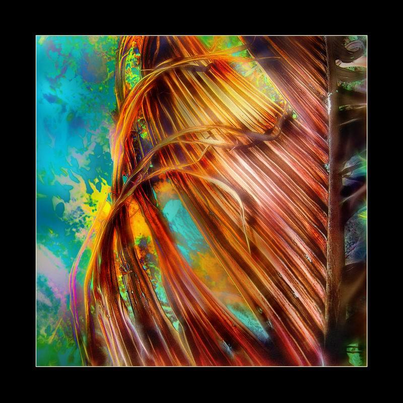 тропики, остров, пальма tropics. seychellesphoto preview