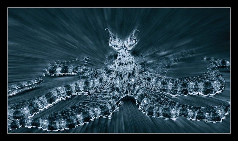 мимик, октопус, осьминог, индонезия Мимикphoto preview