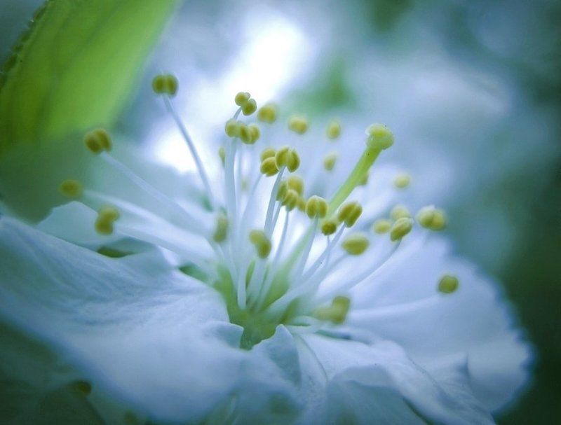 .......когда я одна в сердце леденящая весна....photo preview