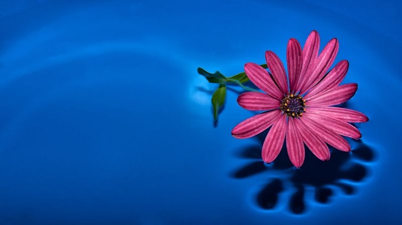 art, blue, background, bright, blossom, city life, close-up, delicate, Estonia, Europe, flower, garden, macro, nature, outdoor, simplicity, spring, Tallinn, urban, frangible, color, colorful, plant, water, shadow, still life, softness, alone, red, green,  Shadow фото превью