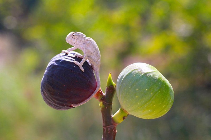 nature,babychameleon,lights,canon,cute,animla This is my figphoto preview