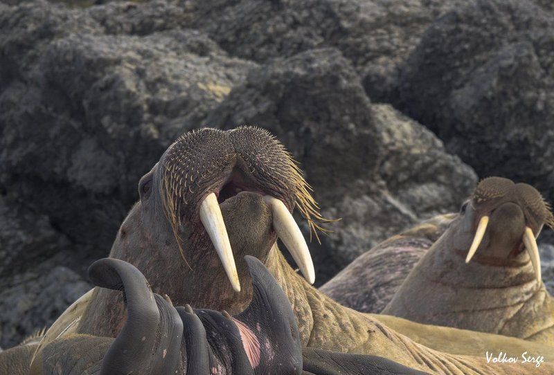 Odobenus rosmarus, Арктика, Атлантический морж, Дикая природа россии, Дикие животные, Ластоногие, Ненецкий заповедник Ласты вееромphoto preview