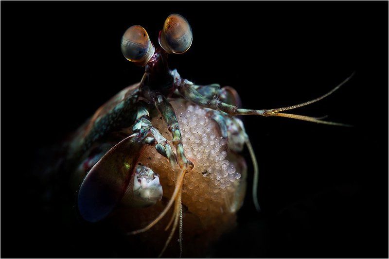 Lembeh strait, Mantis shrimp, North sulawesi, Underwater photography, Пролив Лембе, Рак-богомол, Северный сулавеси Рак -богомолphoto preview