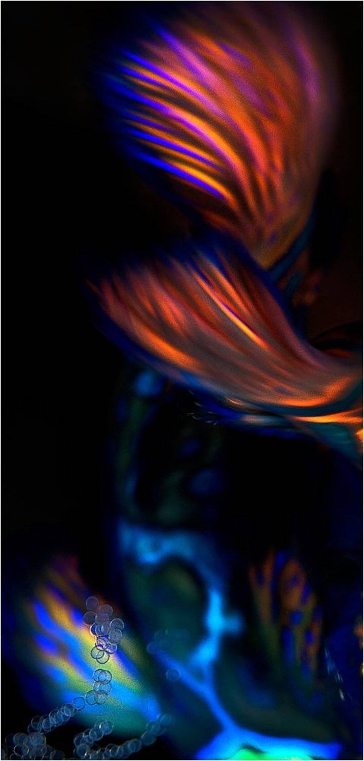 mandarin fish, north sulawesi, indonesia, рыбы -мандаринки, северный сулавеси, индонезия, Олег Федин