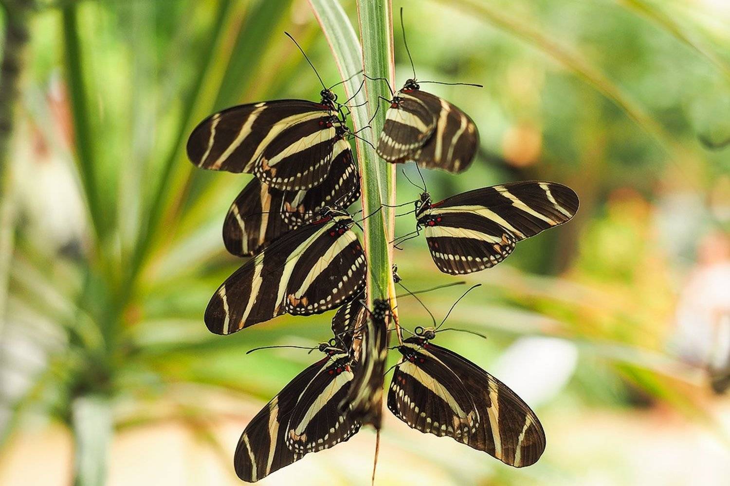 , Игорь Дубровский