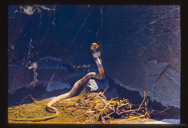 Опасная встречаphoto preview