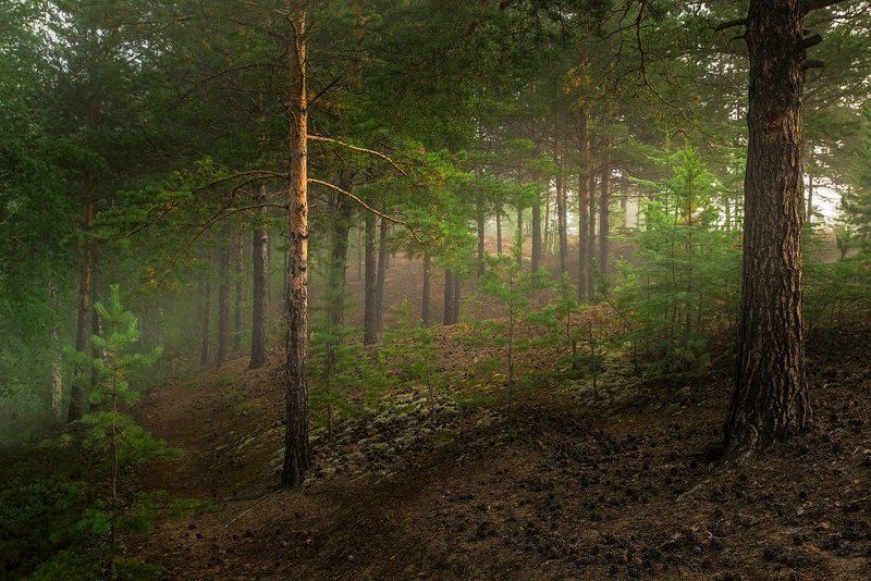 утро, пески, туман, чара, чарские пески, сосны, Утром на Алёнушке фото превью