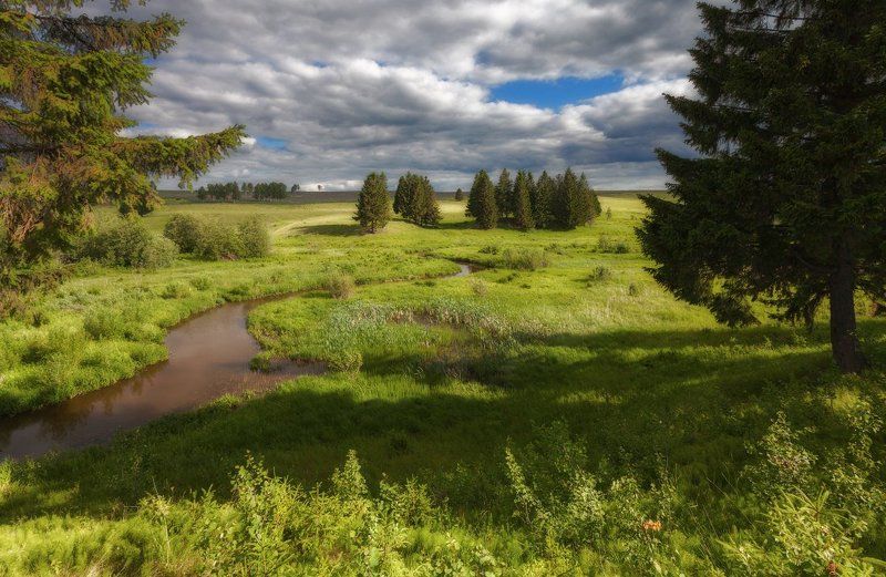 Трава зелень лес елки облака весна Сквозь весеннюю зеленьphoto preview