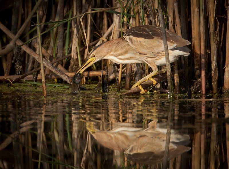 Малая выпь, или волчок (лат. Ixobrychus minutus)photo preview