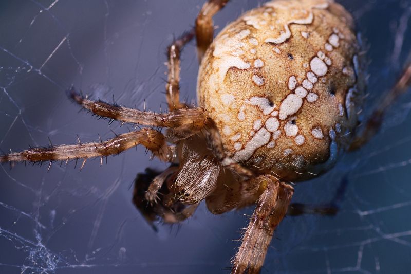 Araneus, паук, крестовик, макро Araneusphoto preview