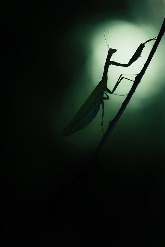 богомол ***photo preview