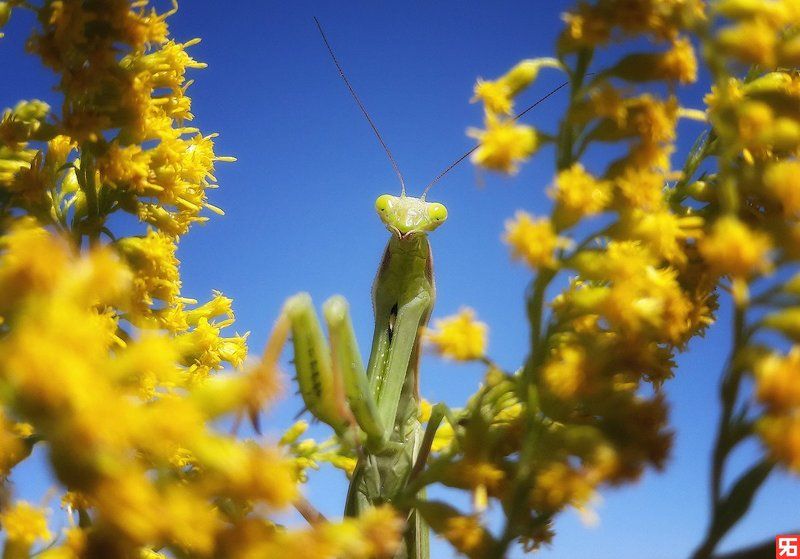 насекомые, богомол, самка богомола, цветы, синее, желтое, неожиданность Самка богомола..photo preview