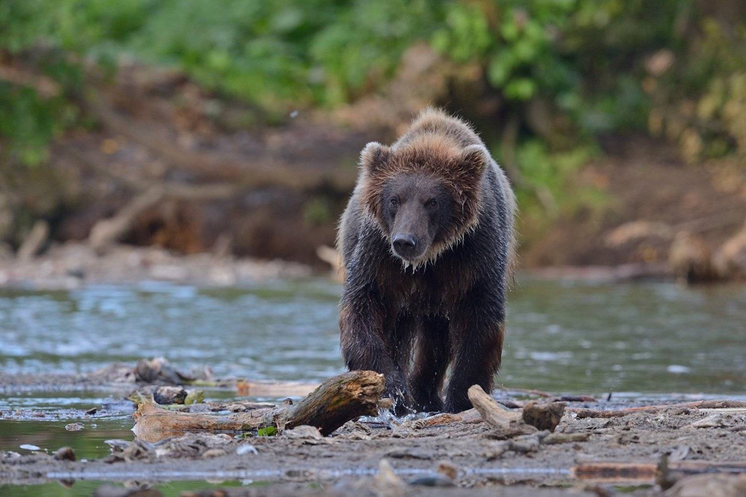 ***. Автор: Александр Малецкий Бурый медведь, Александр Малецкий