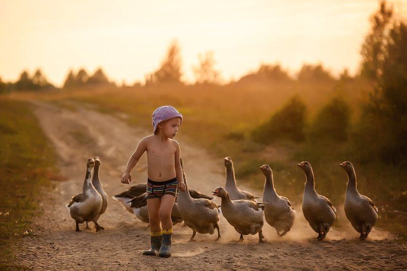 Гуси-лебедиphoto preview