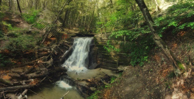 В лесу фото превью