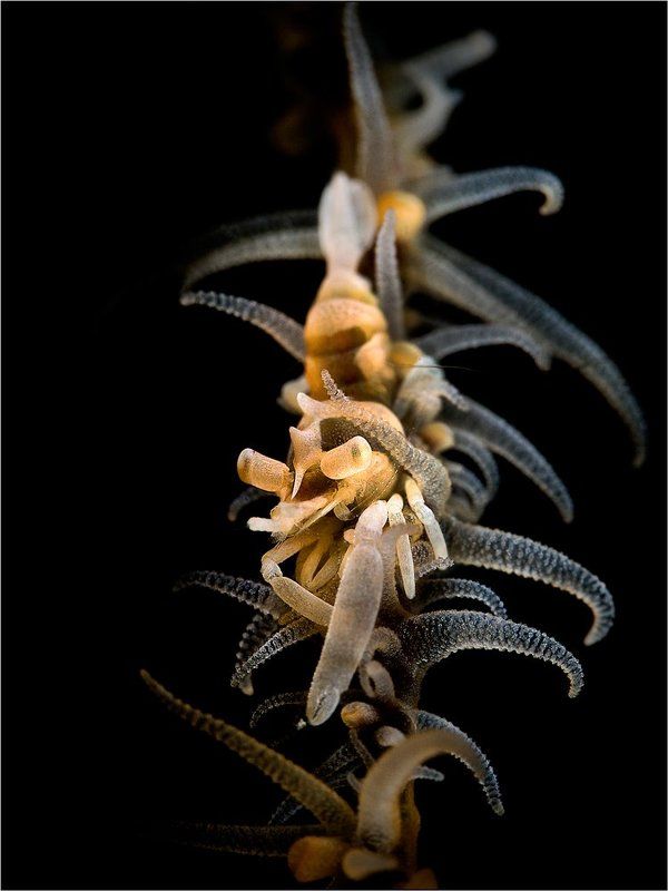 Zanzibar whip coral shrimp, North Sulawesi, Indonesia, underwater photography Zanzibar whip coral shrimpphoto preview