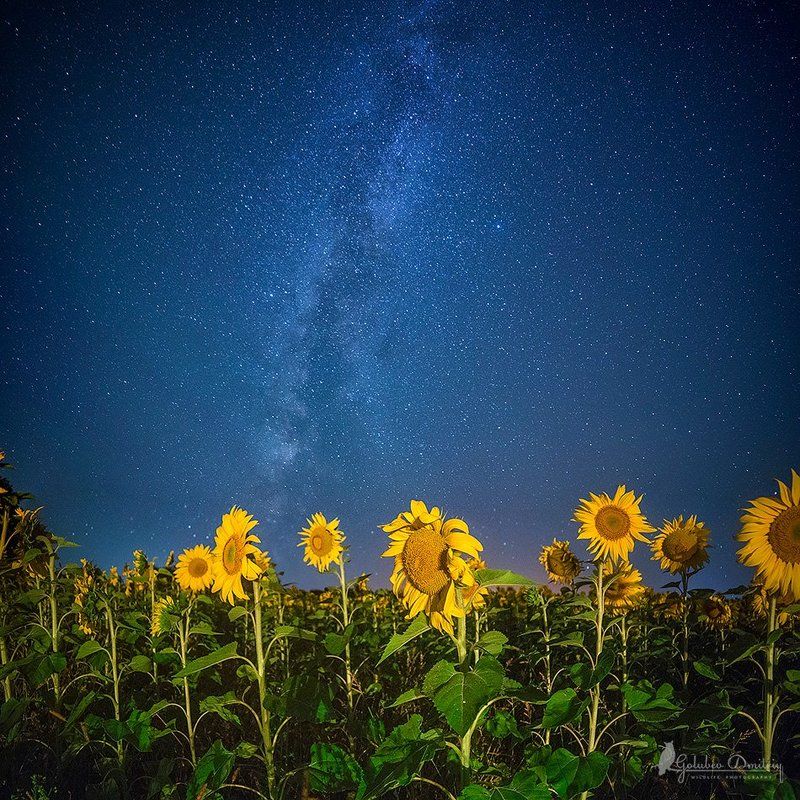 sunflowers. milkywaw, night, astrophoto, astro, stars, flowers, field, подсолнухи, млечный путь, звезды, ночь, пейзаж Млечный путь над подсолнухами фото превью