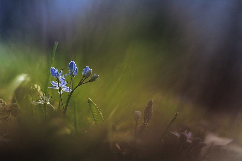 Wildflowerphoto preview