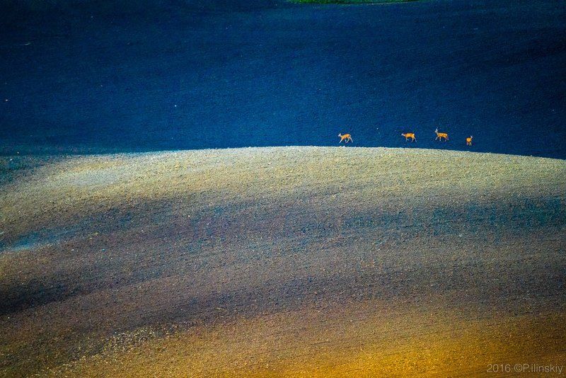 Прогулка под лунойphoto preview