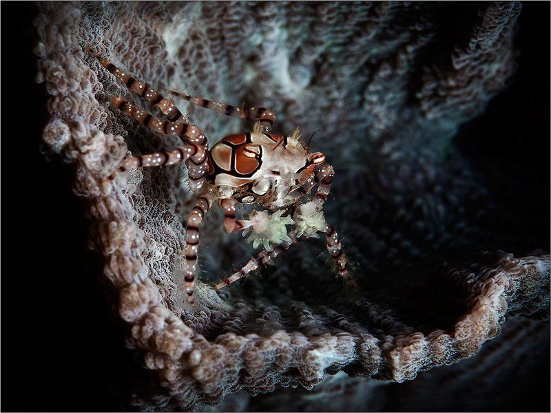 Краб-боксер, Индонезия, Северный Сулавеси, пролив Лембе, boxer-crab, North Sulawesi, Lembeh Strait, underwater photography Boxerphoto preview