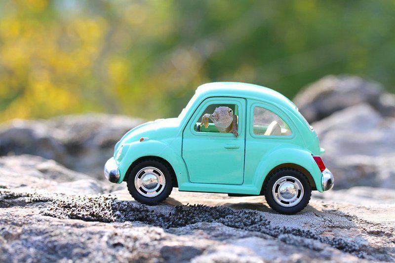 chameleon,cute,nature,holiday,car,animal hi photo preview