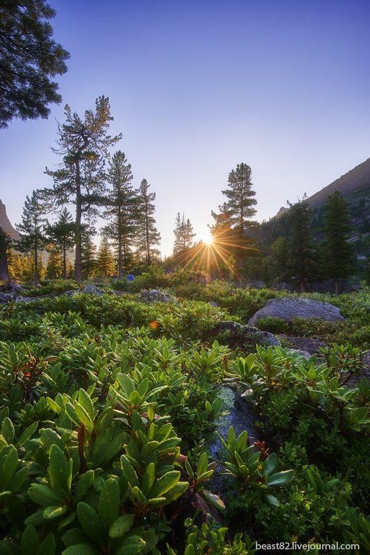 Ергаки Рододендроны ясным утромphoto preview