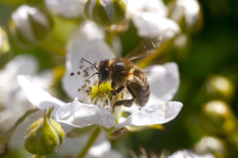 Охота на дачеphoto preview