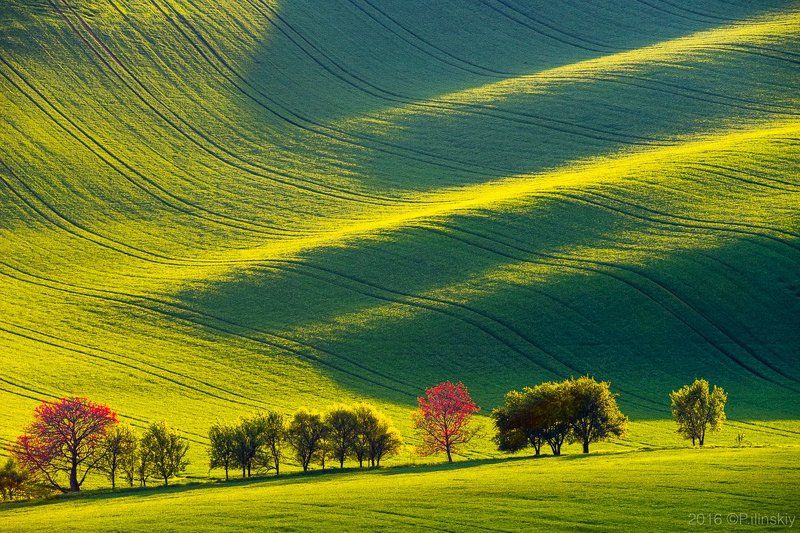 Вельветовое поле Моравииphoto preview