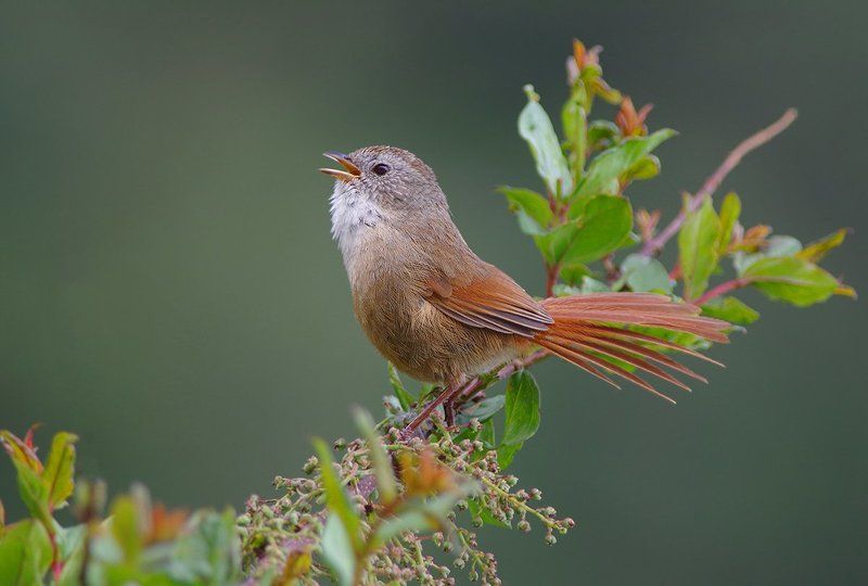 Moupinia poecilotis, Дикая природа, Дикие животные, Китай, Мупиния, Птицы, Юньнань Не могу не петь!photo preview