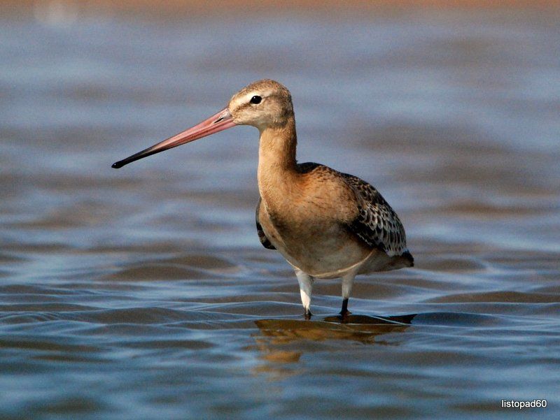 Осенний пролетphoto preview