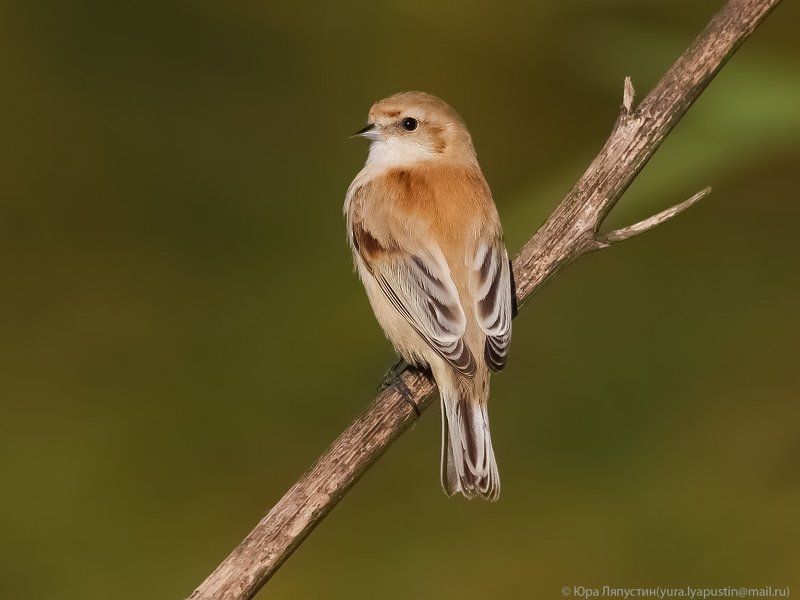 Ремез Penduline tit.photo preview