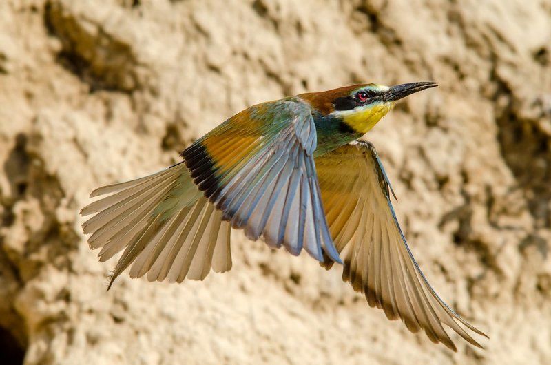 щурка, полет ***photo preview