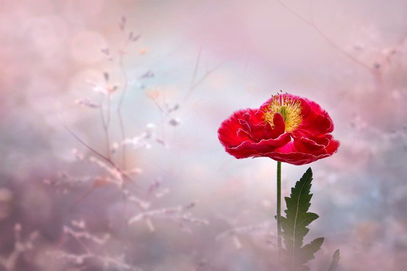 Лето, Маки, Настроение, Природа, Флора, Цветы Мгновения прошедшего лета...photo preview