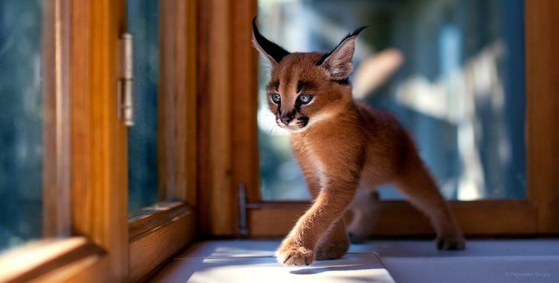 Животное, Каракал, Кот Каракалphoto preview