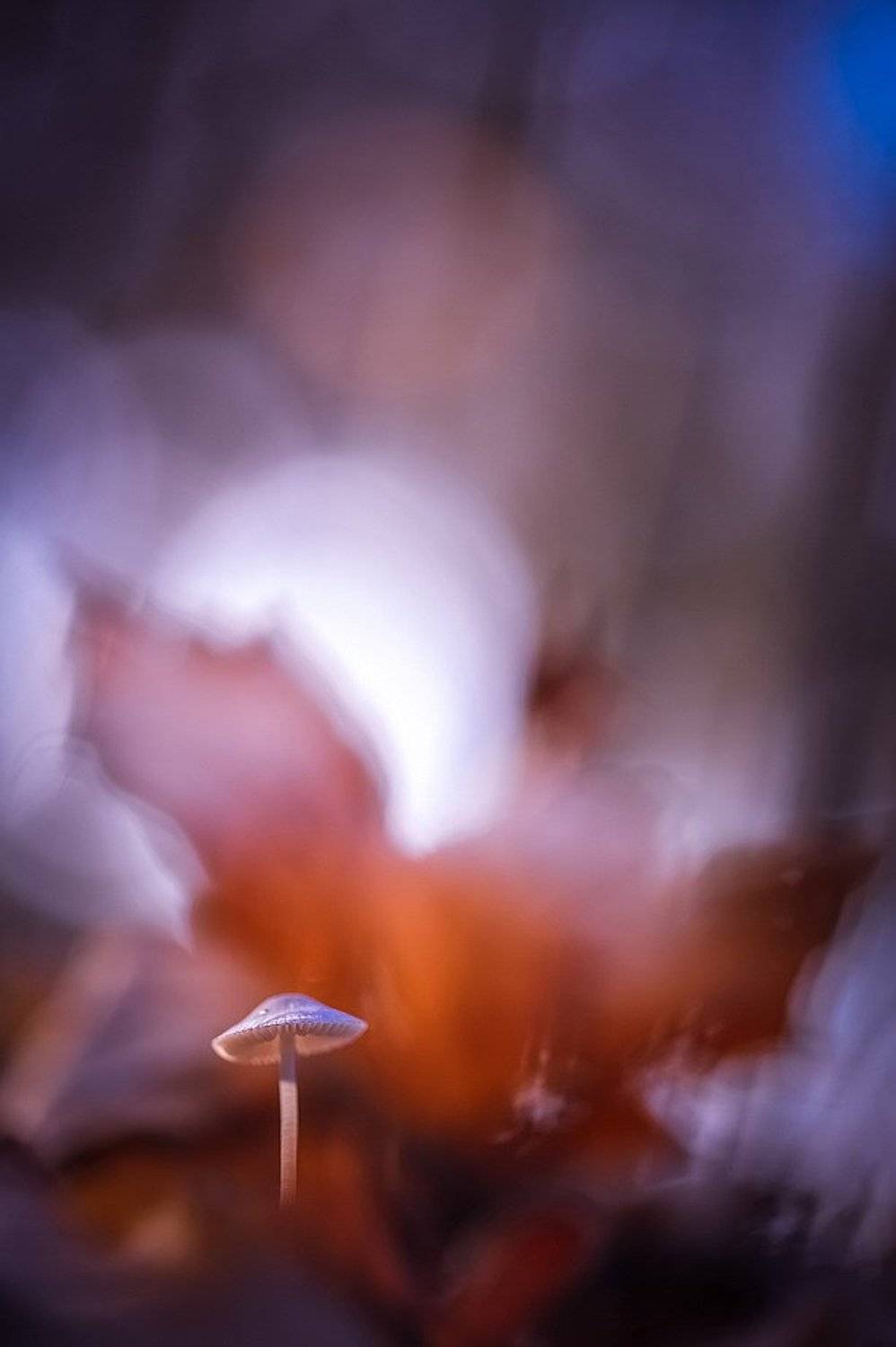 Луна богата силою внушенья. Автор: Вячеслав Мищенко , Вячеслав Мищенко