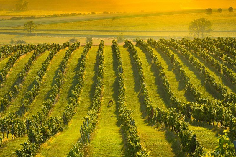 Виноградник Моравииphoto preview