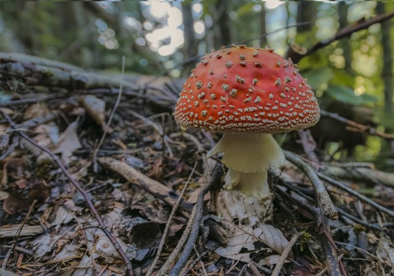 август, 2016, горы, лес ЖИВУТ В ЛЕСУ ТАКИЕ ШТУКИphoto preview